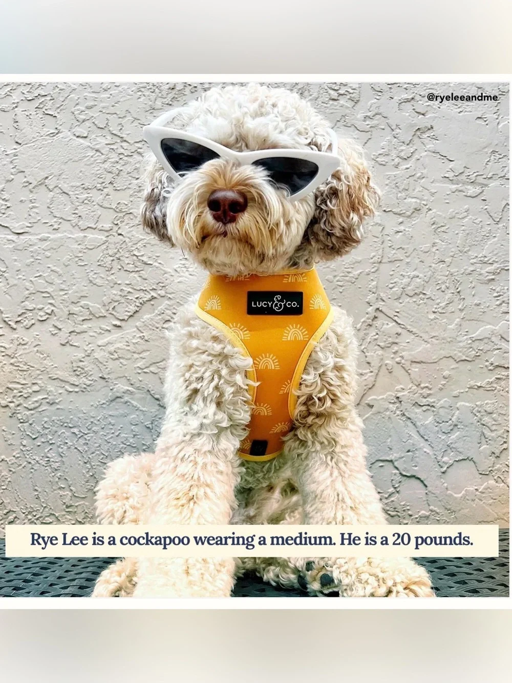 Lucy & Co Looking Sharp Reversible Harness